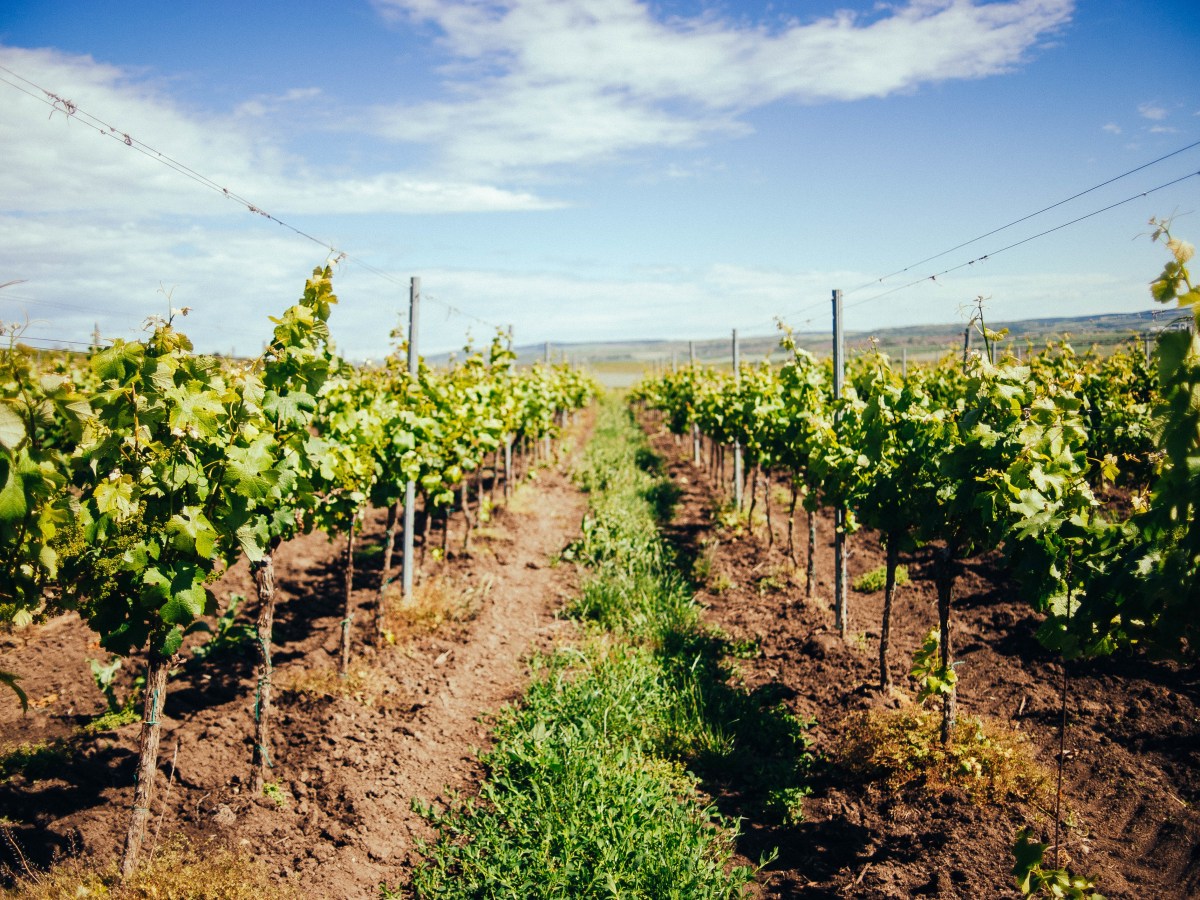 Biochar erhöht die Resilienz von&nbsp;Weinreben