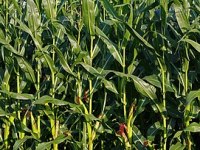 Kohlenstoff aus der Methan-Plasmalyse als potentieller Bodenverbesserer