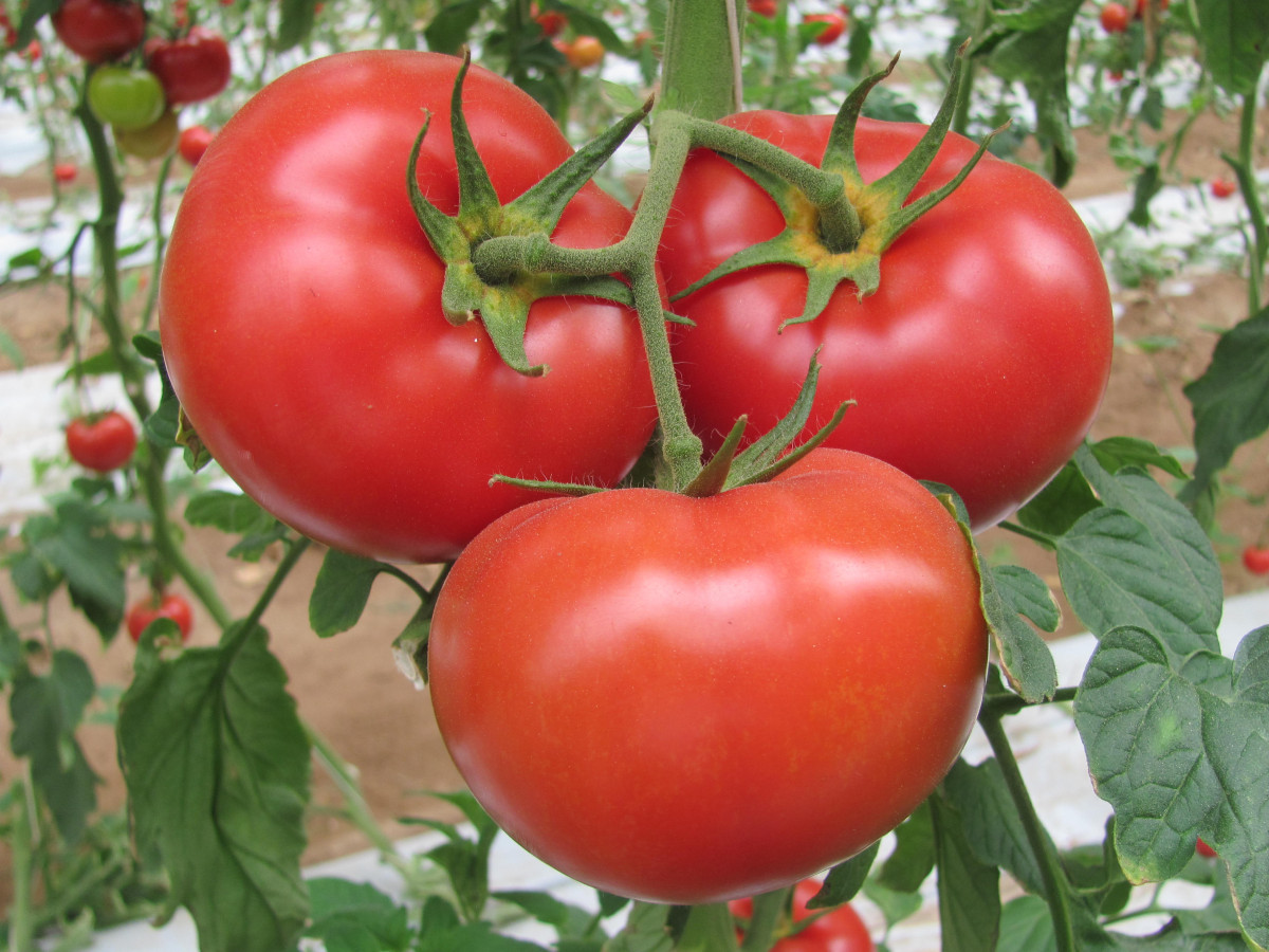 Biochar im Gemüsebau: Produktivitätsverbesserung bei Tomaten, Kartoffeln und&nbsp;Paprika