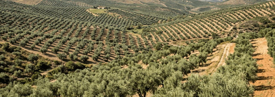 Rows of olive trees planted in neat patterns on rolling hills with mountains in the distance.