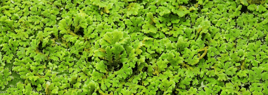 Dense bright green aquatic ferns covering the surface of still water