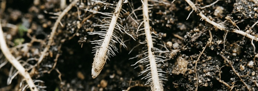 Fine plant roots and root hairs extending through dark soil